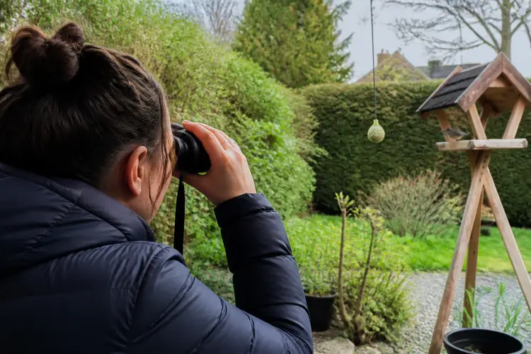 Vogels in de Tuin