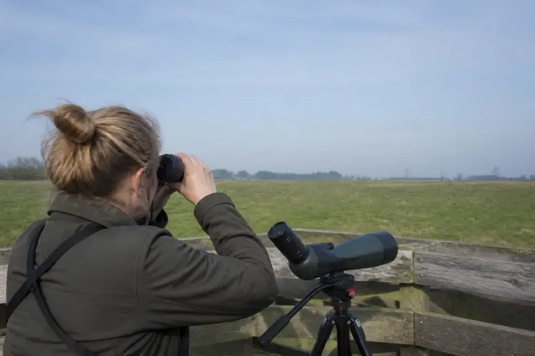 Vogelsoorten & Identificatie