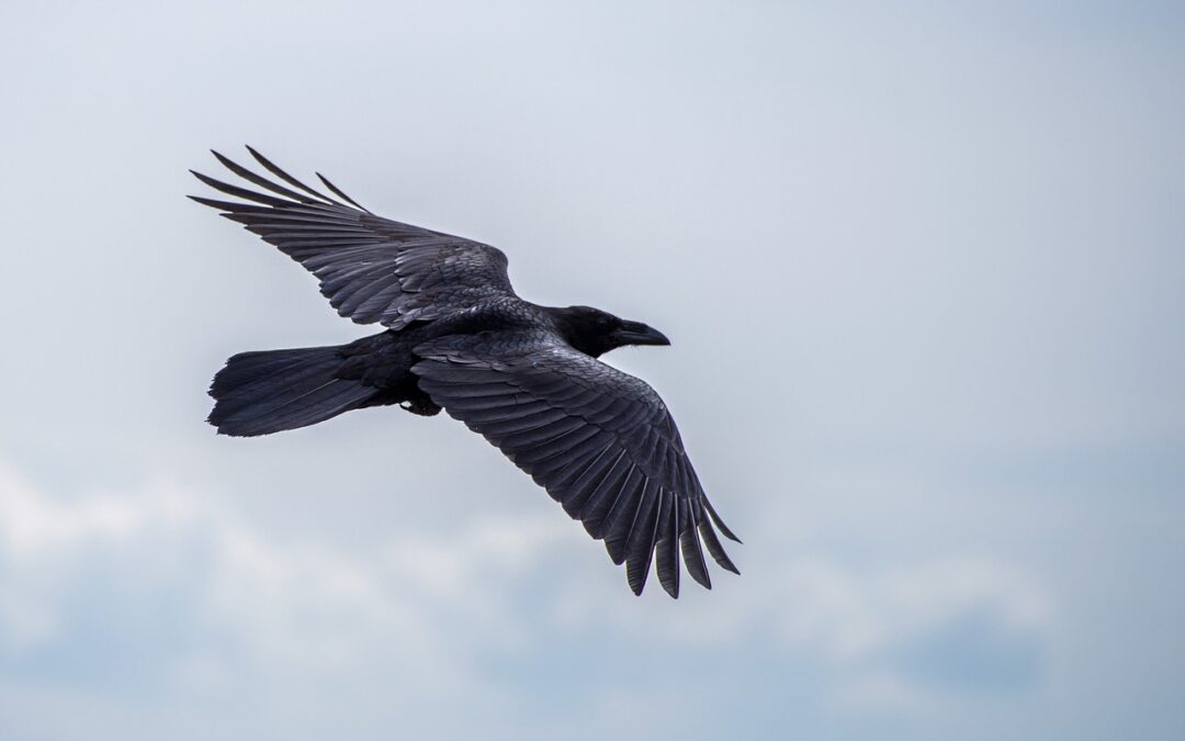 Raven in de Kennemerduinen